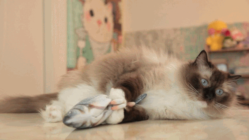 Jouet de poisson Dancing Fish rechargeable pour chat